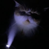 光を下から浴びる猫の顔全体
