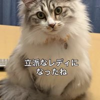 成長した猫2