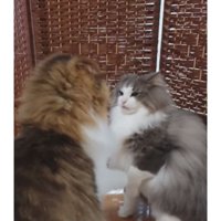 喧嘩している猫