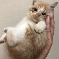 飼い主の手のひらに収まる子猫
