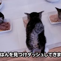 ご飯を食べる三匹の子猫