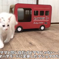 毛を逆立てる子猫