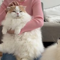 なでなで