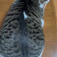 伏せる猫