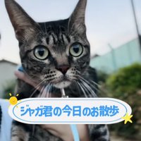 飼い主さんに抱っこされて外を散歩するキジトラ猫