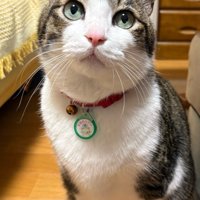 座って見上げるトラ白猫
