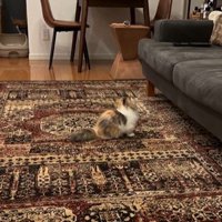 ソファを見ている猫