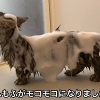 泡だらけの猫