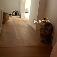 ドアの前でわぁ〜ん
