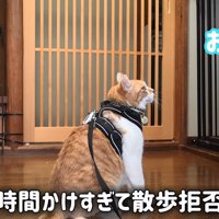 座る猫の後ろ姿
