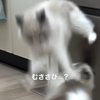 ジャンプする猫