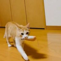 おもちゃを咥えて持ってくる猫