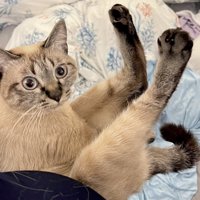 飼い主さんに抱えられている猫