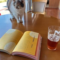 テーブルの上に登る猫