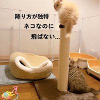 爪とぎポールに乗って振り向く子猫