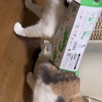 ティッシュ箱を身につけた猫