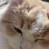 頭を撫でられる猫