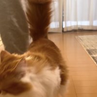 フローリングの上に立っている顔が画面左側に見切れた猫