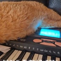 ソファで寝る猫