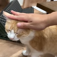 撫でてもらうロビンくん