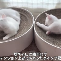 爪とぎの上でじゃれる子猫