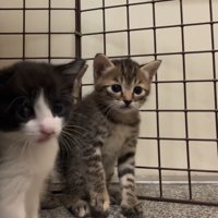目を丸くする猫