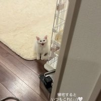 ケージのそばでお座りをしながら口を開けている子猫