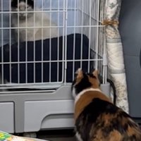 ケージ越しに向き合うカツラくんと三毛猫