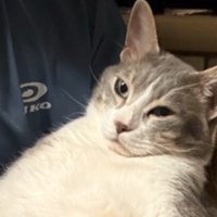 猫の顔