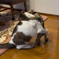 プロレスをしている2匹の猫