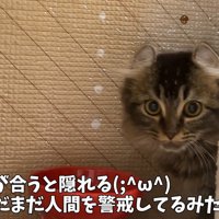警戒している猫