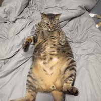 仰向けでくつろぐ猫