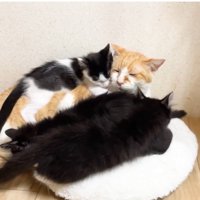 むぎくんに密着するチーノくん