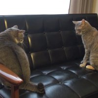にらみ合う猫たち