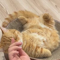 飼い主に額を指で撫でられて目をつむる猫