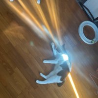 猫が光を発射