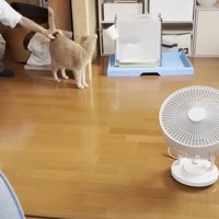 腰なでられてしっぽを立てている猫