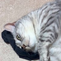 アームカバーの上でボーッとする猫