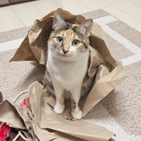 梱包材とこはくちゃん