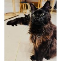 室内にいる猫