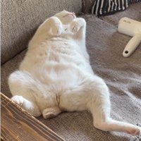 仰向けで寝ている猫