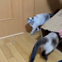 再度中に入る猫