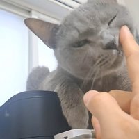 指にスリスリする猫