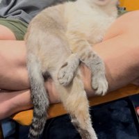 抱っこされて足を伸ばしている猫