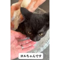 お風呂に入っている猫