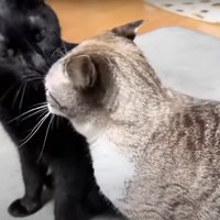 甘える猫