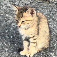 地面に座って目を閉じる子猫