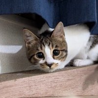 身を低くする猫