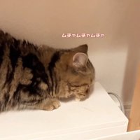 下を向いている猫