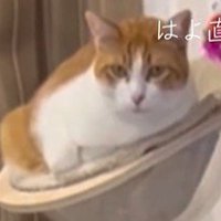 ハンモックでくつろぐ猫